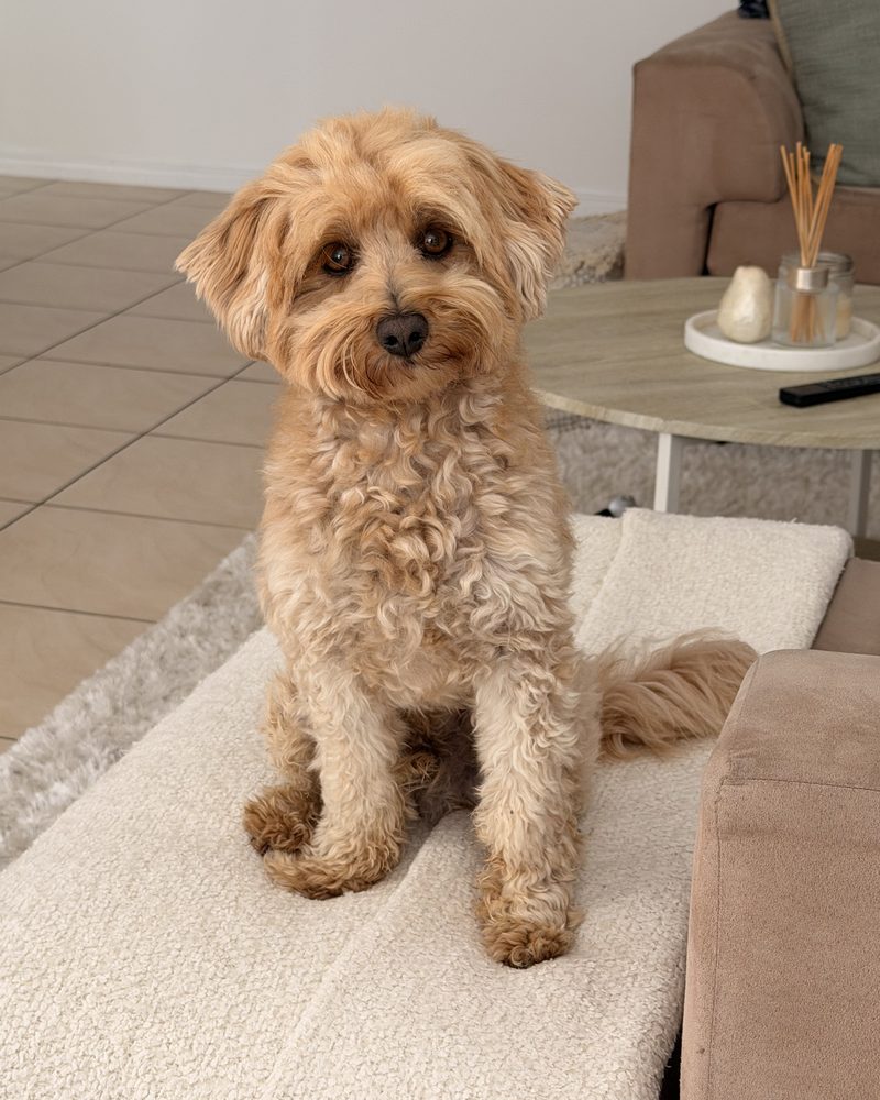 Happy, a fluffy apricot dog with a curly coat, sitting upright on a cream sofa cushion with head tilted, looking straight at the camera.