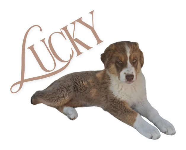 Lucky, a fluffy brown and white puppy, lying down with front paws stretched out, beside the name Lucky in rose-gold script.